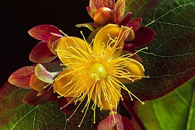 PS国行版《拳皇15》1月15日发售 星游纪抖音直播间首发